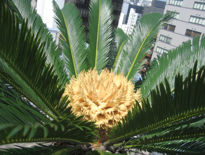 蘇鉄