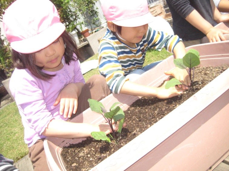 鉢植え