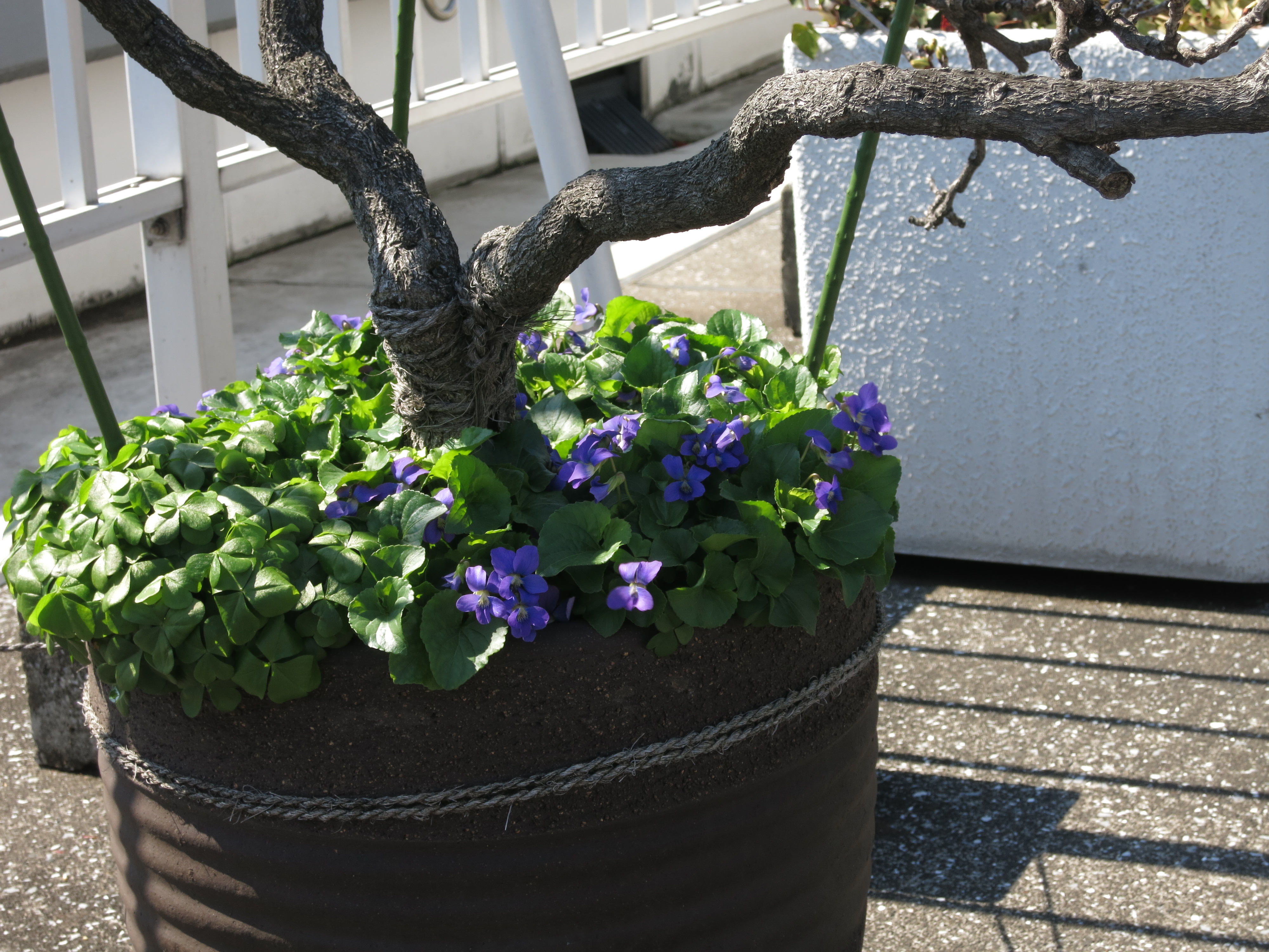 屋上植栽育成中３