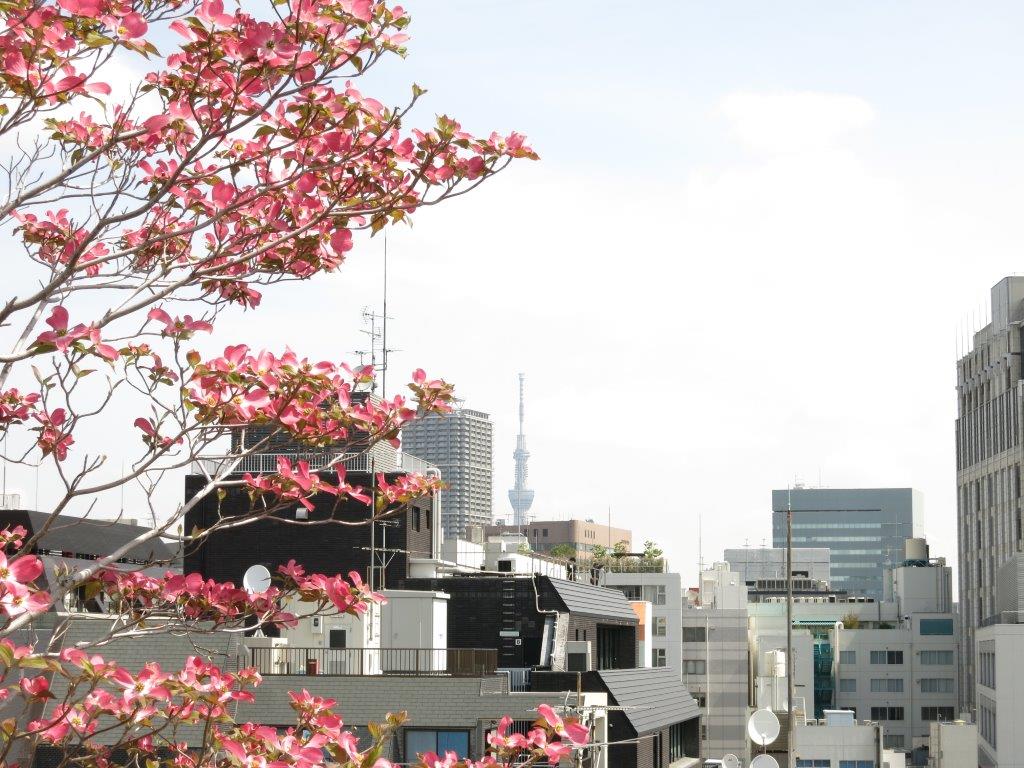 屋上植栽育成中４