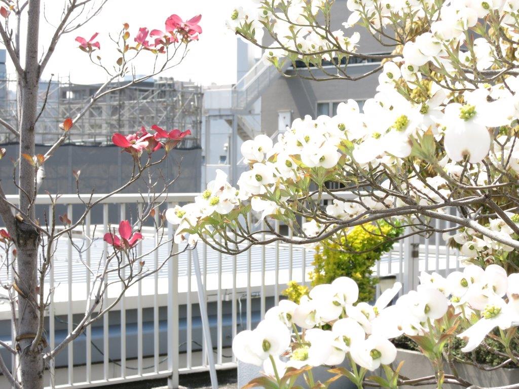 屋上植栽育成中５