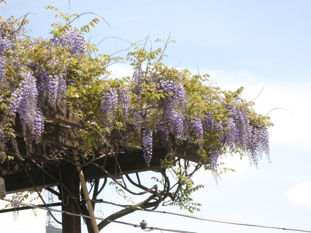 屋上植栽育成中６